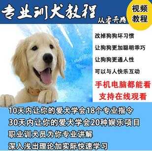 图片[1]-唐伟敏训犬教程-训狗教程，专业训狗视频教程 - AI 智能探索网-AI 智能探索网